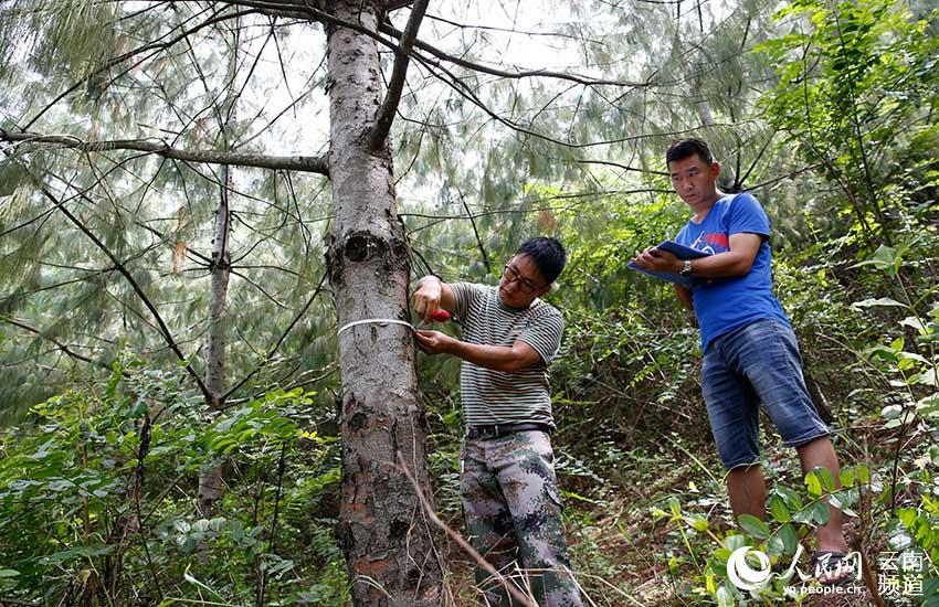 Yunnan: espécie amea?ada pinus quinquefolia com recupera??o significativa