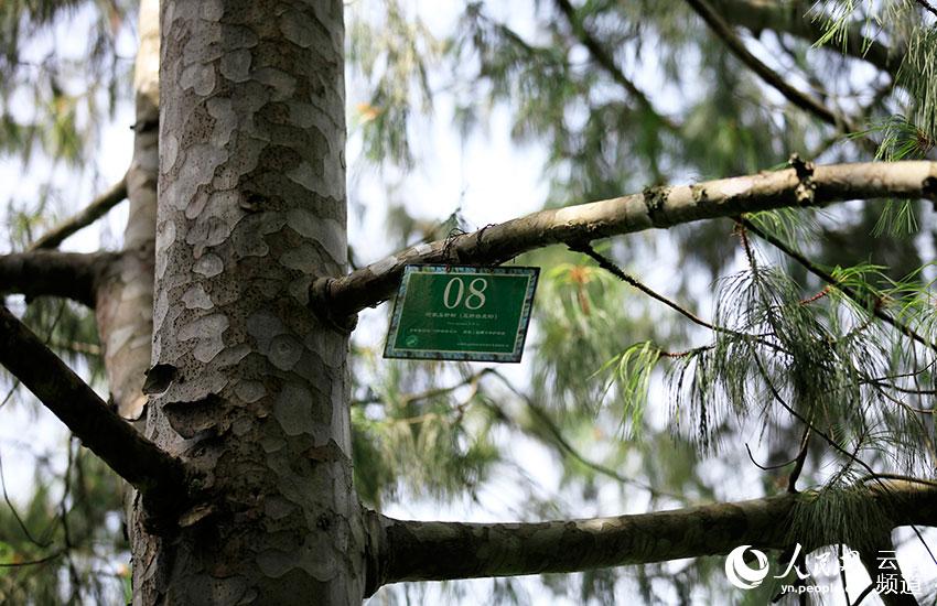 Yunnan: espécie amea?ada pinus quinquefolia com recupera??o significativa