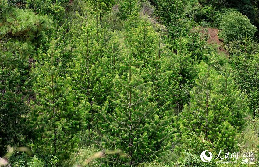 Yunnan: espécie amea?ada pinus quinquefolia com recupera??o significativa