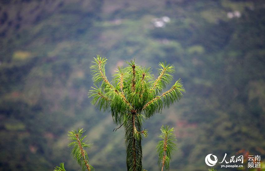 Yunnan: espécie amea?ada pinus quinquefolia com recupera??o significativa