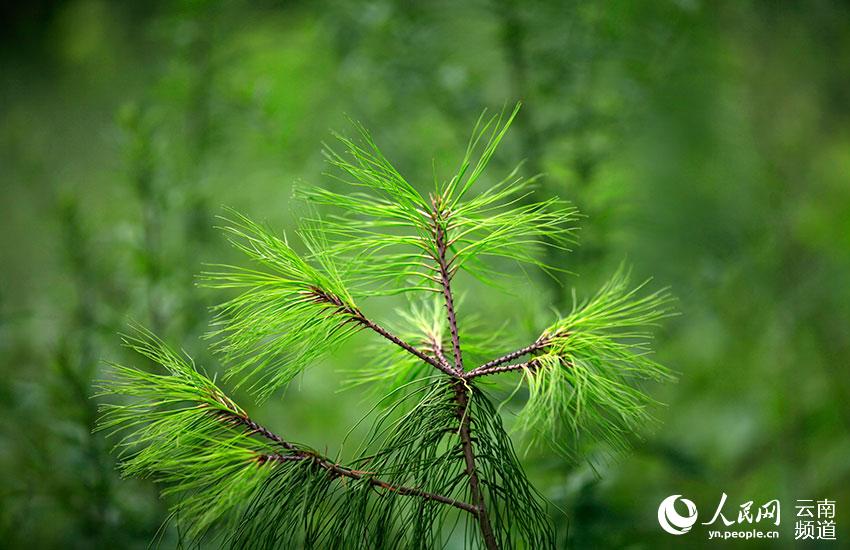 Yunnan: espécie amea?ada pinus quinquefolia com recupera??o significativa