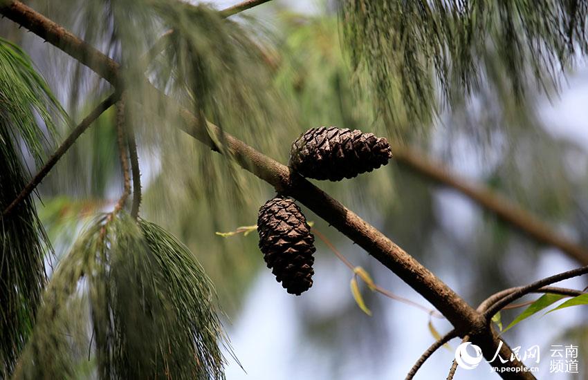 Yunnan: espécie amea?ada pinus quinquefolia com recupera??o significativa
