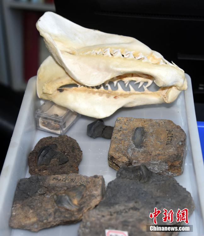 Primeira descoberta de fósseis de petalodontiformes na China data de há 290 milh?es de anos