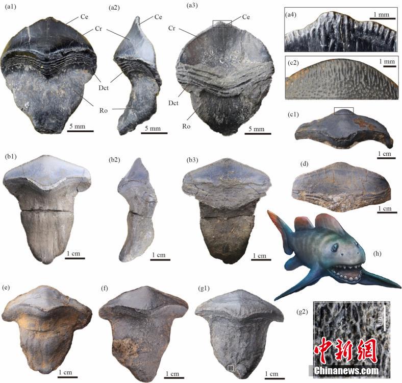 Primeira descoberta de fósseis de petalodontiformes na China data de há 290 milh?es de anos