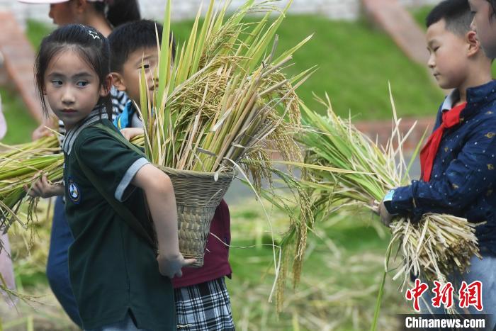 Chongqing: alunos de escola primária colhem arroz no campus