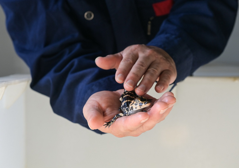 Anhui: grupo de jacarés incubados em cativeiro iniciam eclos?o