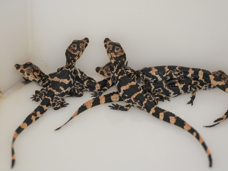 Anhui: grupo de jacarés incubados em cativeiro iniciam eclos?o