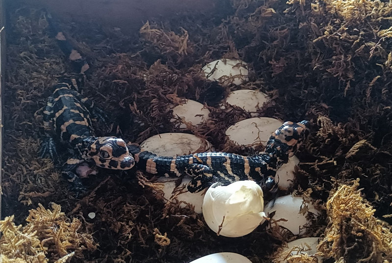 Anhui: grupo de jacarés incubados em cativeiro iniciam eclos?o