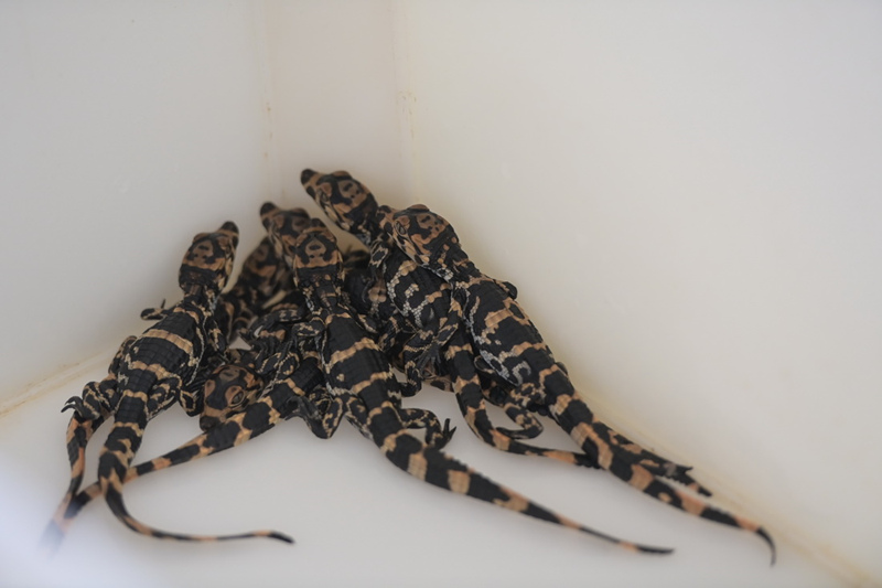 Anhui: grupo de jacarés incubados em cativeiro iniciam eclos?o