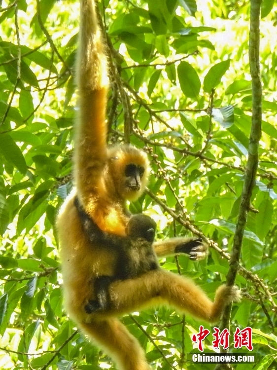 Hainan: família de gib?es acrescenta dois elementos à tribo