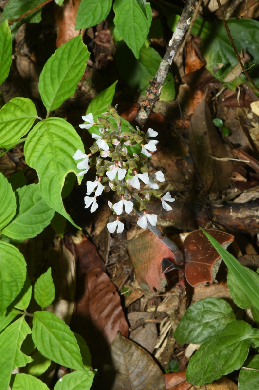 China lan?a nova lista de plantas silvestres para prote??o prioritária