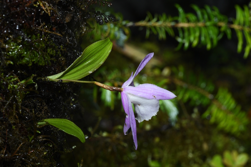 Pleione humilis