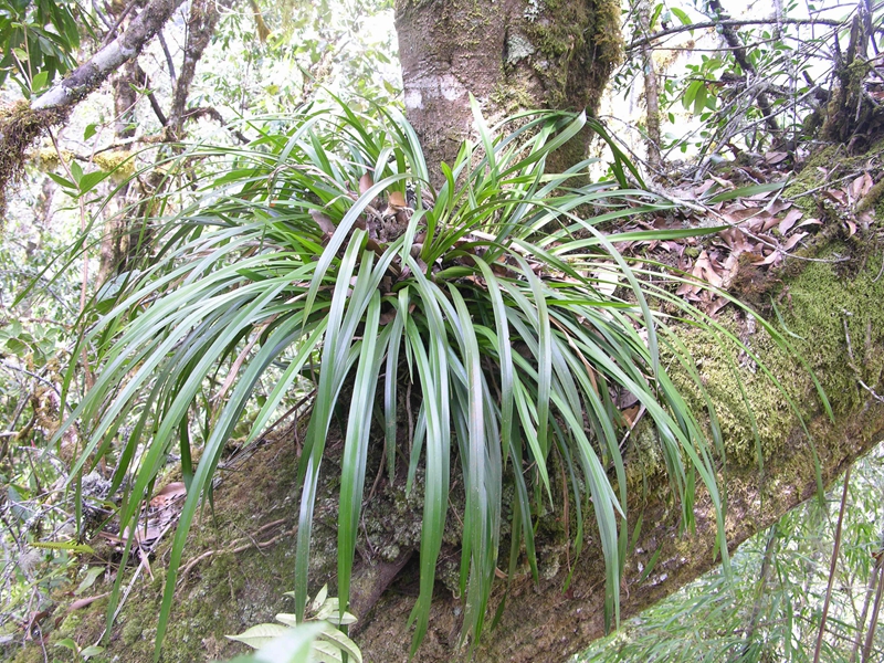 China lan?a nova lista de plantas silvestres para prote??o prioritária