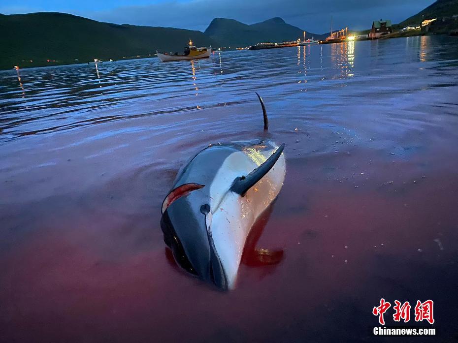 Quase 1.500 golfinhos foram abatidos em evento de ca?a na Dinamarca