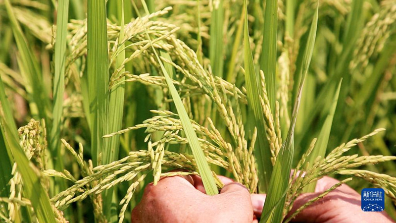 Xi expressa sauda??es antes do festival da colheita dos agricultores chineses