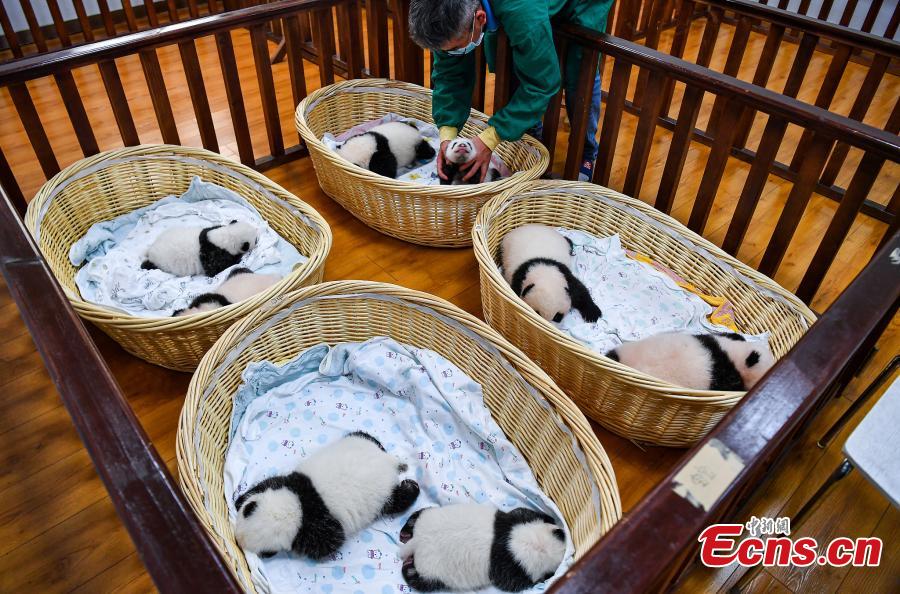 Sichuan: centro de cria??o de pandas gigantes comemora nascimento de 8 crias este ano