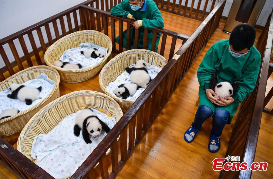 Sichuan: centro de cria??o de pandas gigantes comemora nascimento de 8 crias este ano