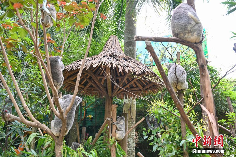 Família dos coalas chega a sétima gera??o no Chimelong Safari Park em Guangzhou