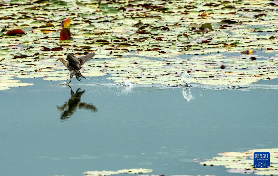 China: constru??o do Pantanal da Península de Baofeng em Kunming entra na fase final