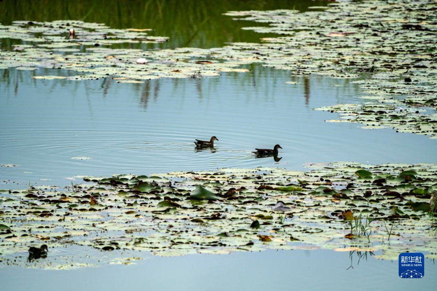 China: constru??o do Pantanal da Península de Baofeng em Kunming entra na fase final