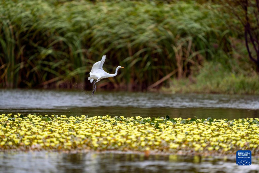 China: constru??o do Pantanal da Península de Baofeng em Kunming entra na fase final