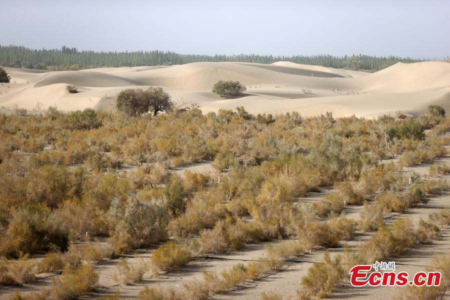 Xinjiang: projeto ecológico transforma deserto em oásis 