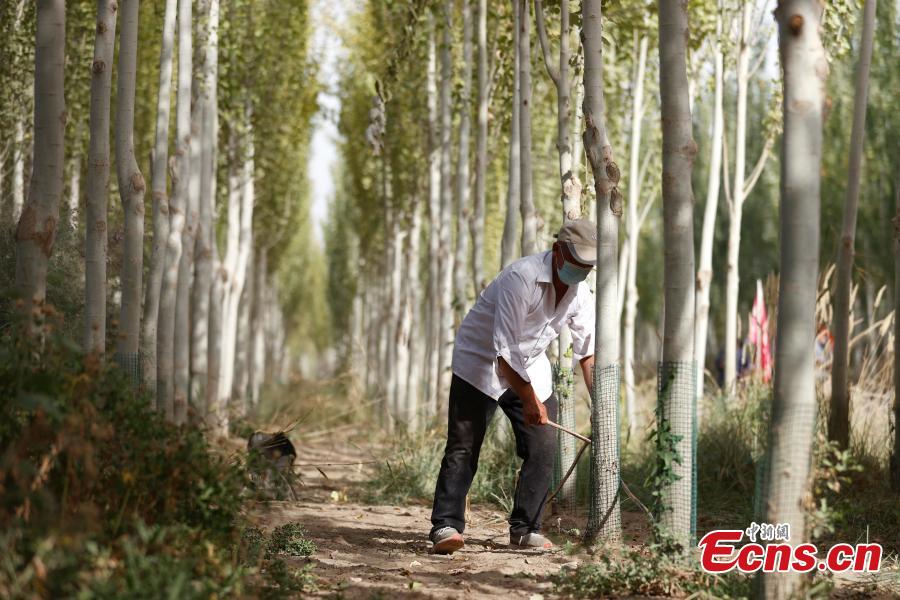 Xinjiang: projeto ecológico transforma deserto em oásis 