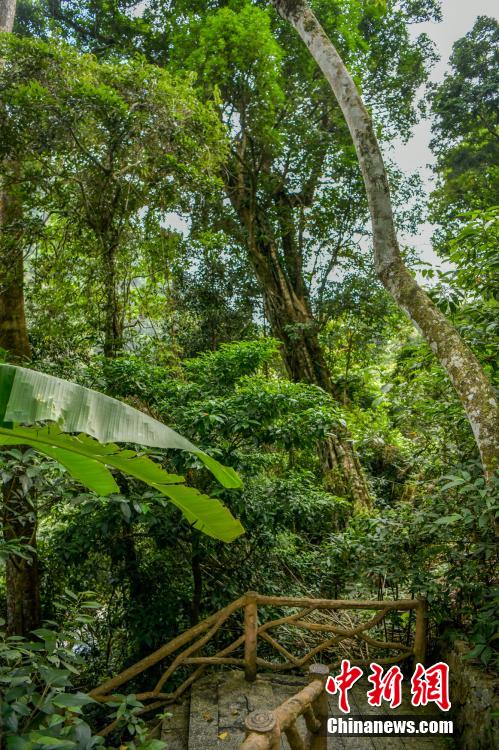 Galeria: zona piloto do Parque Nacional de Floresta Tropical de Hainan