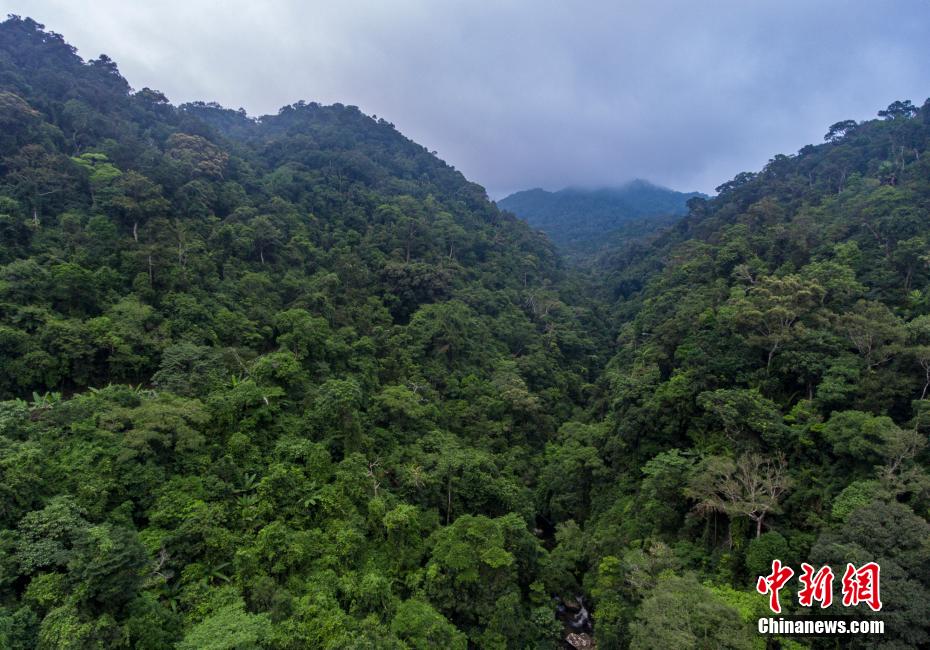 Galeria: zona piloto do Parque Nacional de Floresta Tropical de Hainan