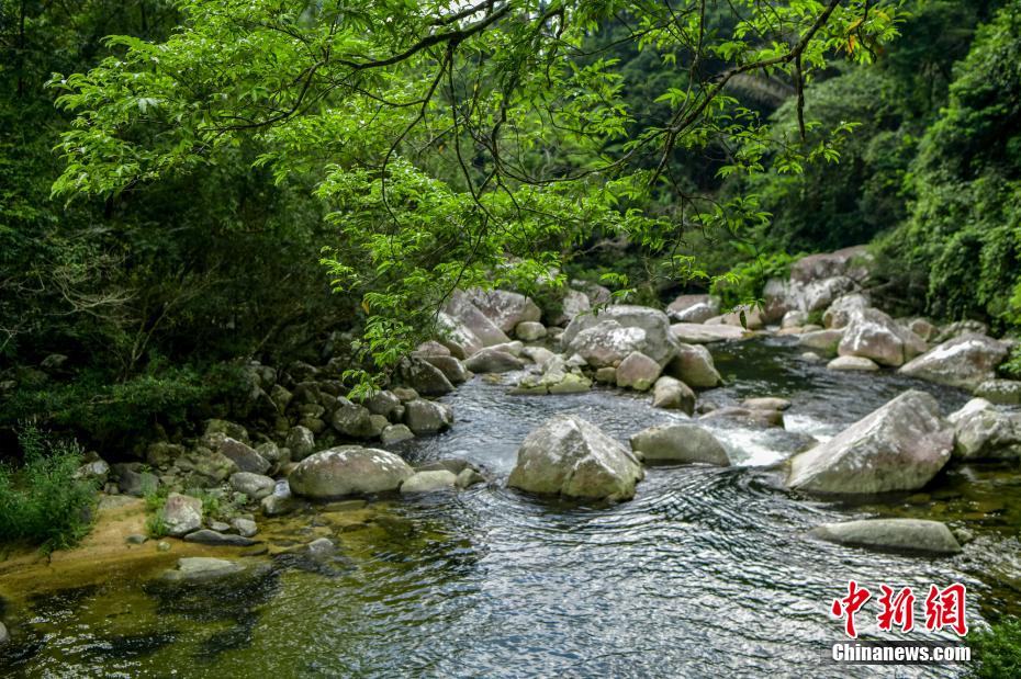 Galeria: zona piloto do Parque Nacional de Floresta Tropical de Hainan