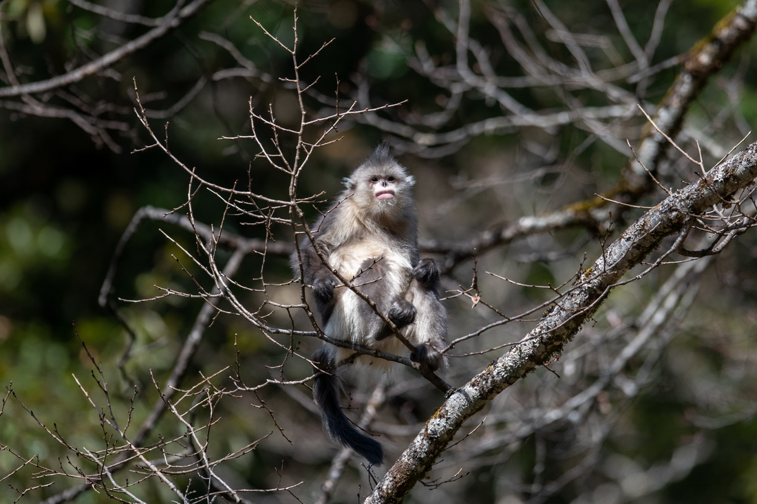Yunnan: espécie de macaco em perigo de extin??o registra aumento populacional