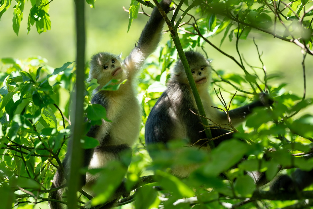 Yunnan: espécie de macaco em perigo de extin??o registra aumento populacional