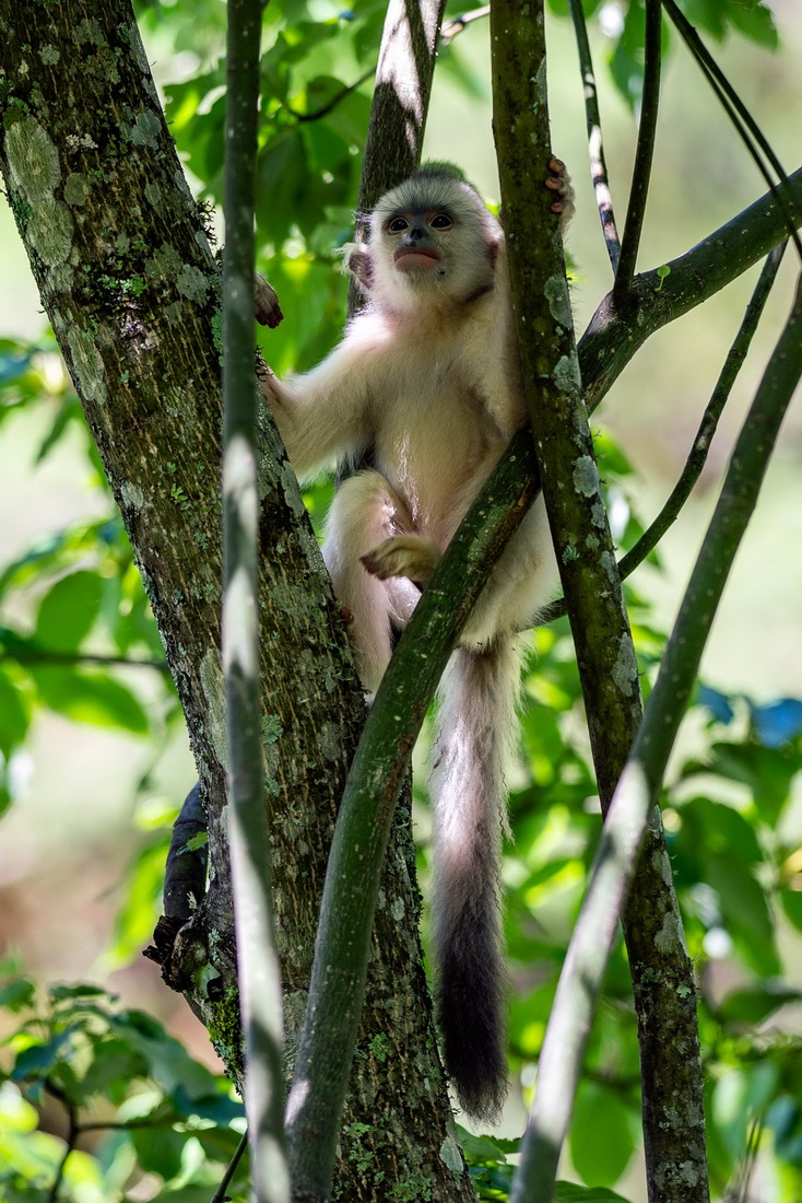 Yunnan: espécie de macaco em perigo de extin??o registra aumento populacional