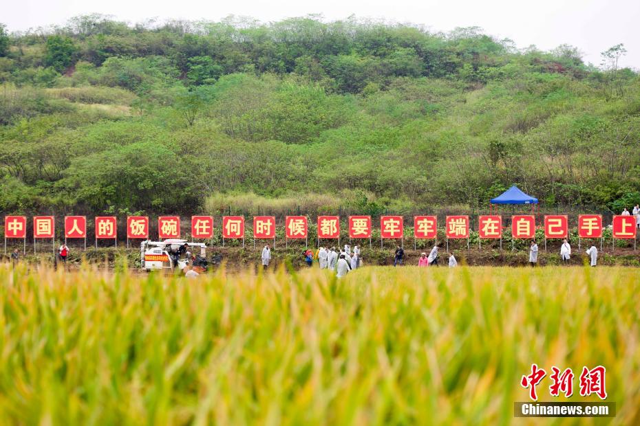 China: arroz híbrido de terceira gera??o atinge alto rendimento
