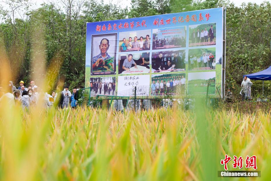 China: arroz híbrido de terceira gera??o atinge alto rendimento