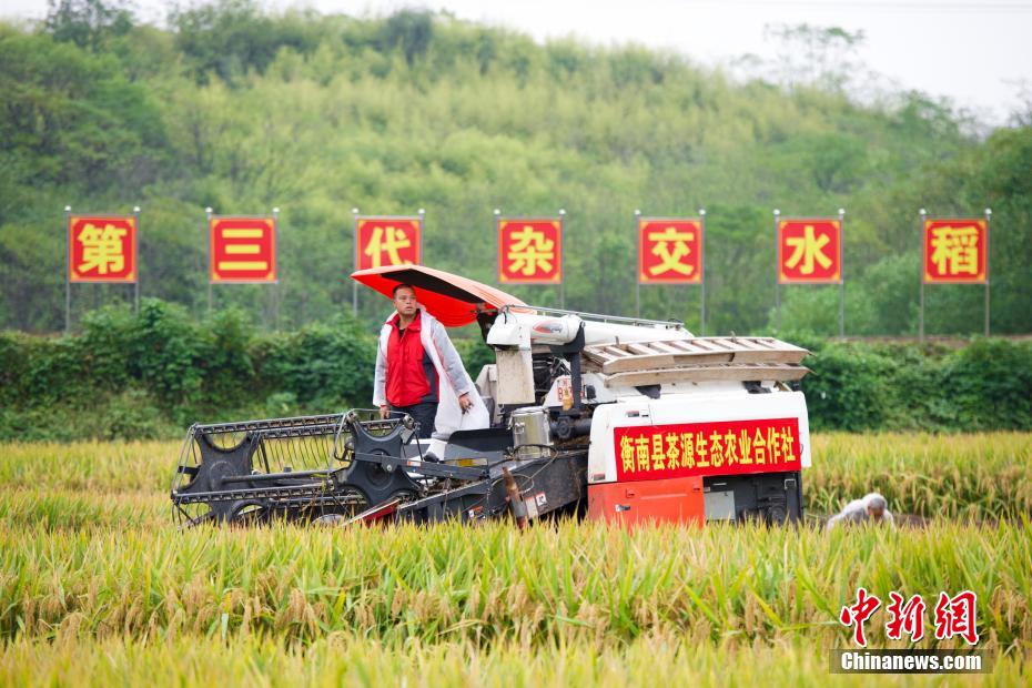 China: arroz híbrido de terceira gera??o atinge alto rendimento