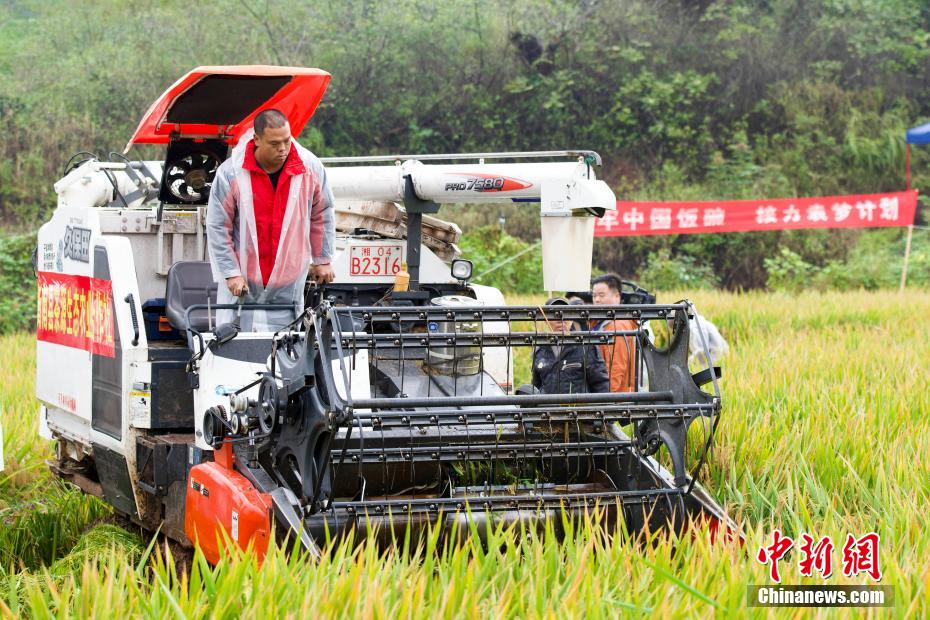 China: arroz híbrido de terceira gera??o atinge alto rendimento