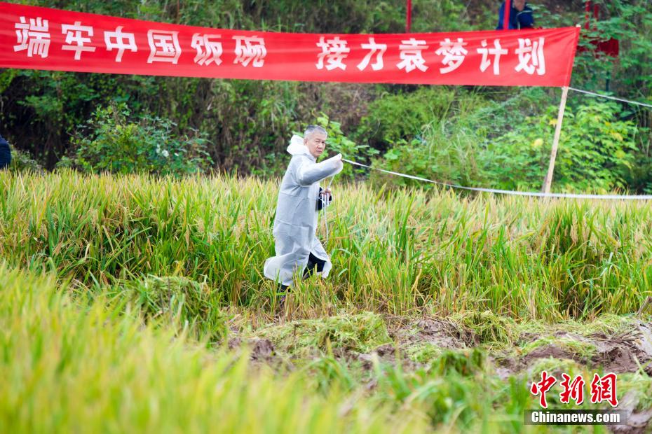 China: arroz híbrido de terceira gera??o atinge alto rendimento