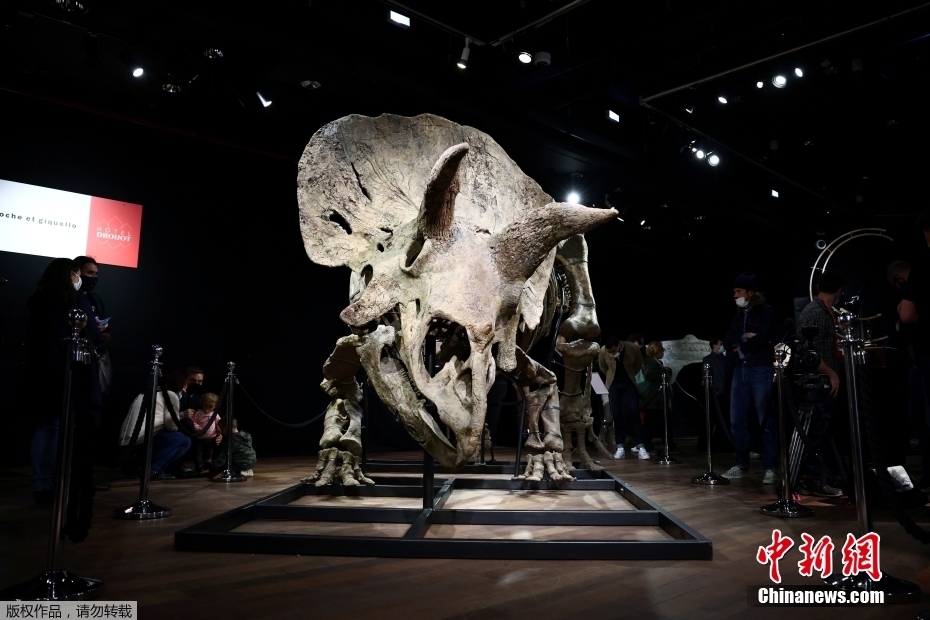 Maior fóssil de Triceratops do mundo leiloado por 6,65 milh?es de euros em Paris