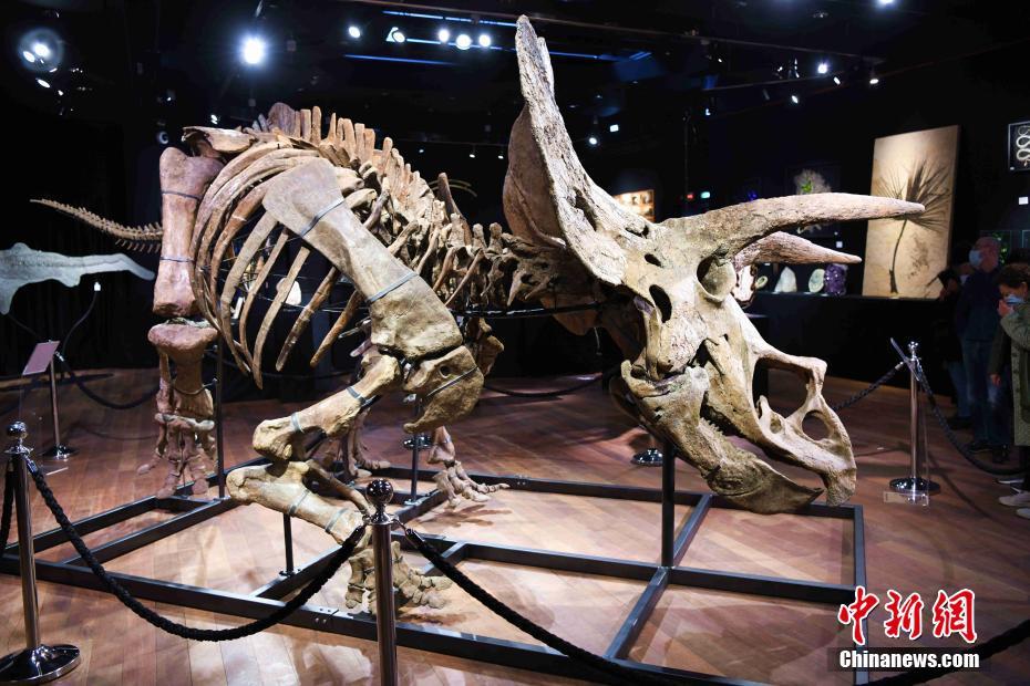 Maior fóssil de Triceratops do mundo leiloado por 6,65 milh?es de euros em Paris