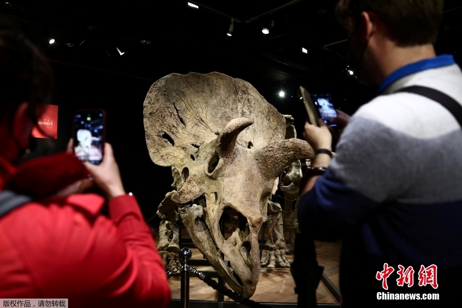 Maior fóssil de Triceratops do mundo leiloado por 6,65 milh?es de euros em Paris