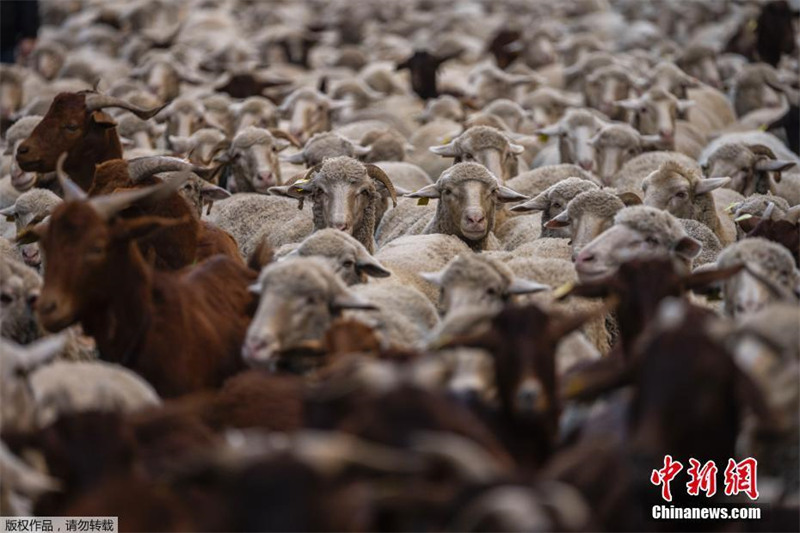 Espanha: Festival da Transumancia é realizado em Madrid