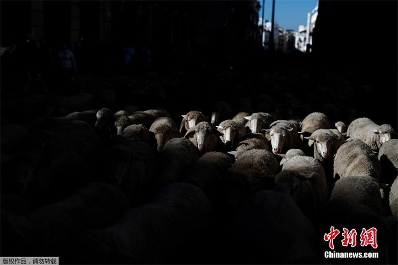 Espanha: Festival da Transumancia é realizado em Madrid