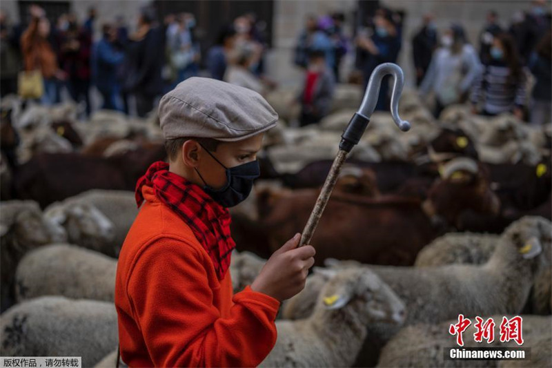 Espanha: Festival da Transumancia é realizado em Madrid