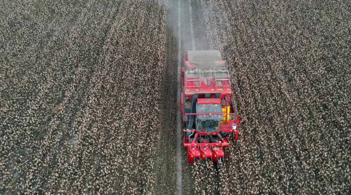 Xinjiang inicia temporada de colheita de algod?o