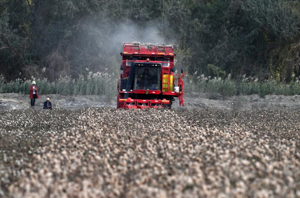Xinjiang inicia temporada de colheita de algod?o