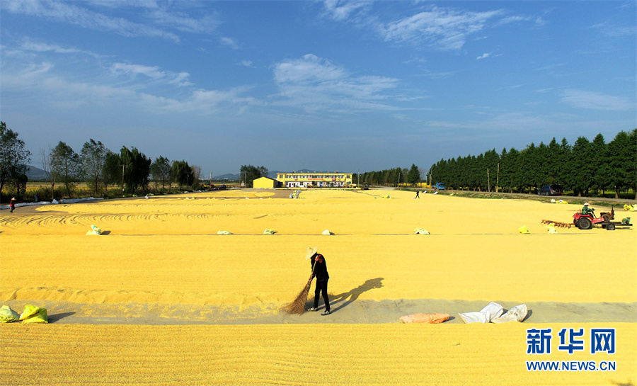 Galeria: vista aérea de belos cenários de colheita