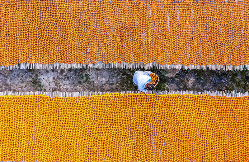 Shanxi: temporada de colheita de caqui vermelha de outono em Wanrong