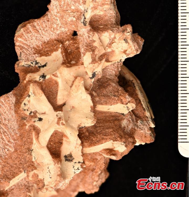 Fóssil de novas espécies de dinossauros do cretáceo escavados na Mongólia Interior