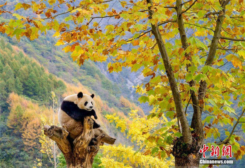 Galeria: Pandas gigantes desfrutam da beleza do outono    
